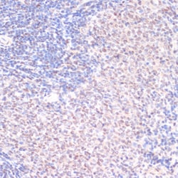 Invitrogen Phospho-SRF (Ser103) Polyclonal Antibody 100 &mu;L; Unconjugated:Antibodies,