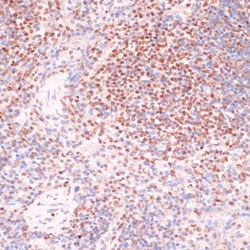 Invitrogen Phospho-SRF (Ser103) Polyclonal Antibody 100 &mu;L; Unconjugated:Antibodies,