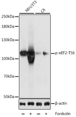 Invitrogen Phospho-EEF2 (Thr56) Polyclonal Antibody 100 &mu;L; Unconjugated:Antibodies,