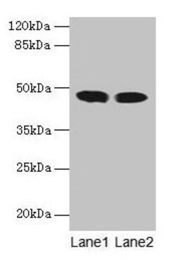 Invitrogen ACADL Polyclonal Antibody 100 &mu;g; Unconjugated:Antibodies,