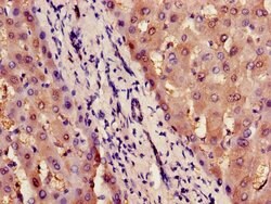 Invitrogen ILF2 Polyclonal Antibody 100 &mu;g; Unconjugated:Anticuerpos
