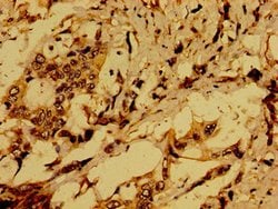 Invitrogen ACTR1A Polyclonal Antibody 100 &mu;g; Unconjugated:Antibodies,