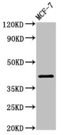 Invitrogen ACTR1A Polyclonal Antibody 100 &mu;g; Unconjugated:Antibodies,