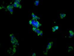 Invitrogen ADAM23 Polyclonal Antibody 100 &mu;g; Unconjugated:Antibodies,