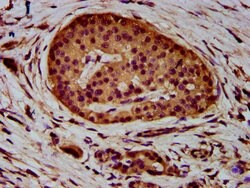 Invitrogen ADAM23 Polyclonal Antibody 100 &mu;g; Unconjugated:Antibodies,