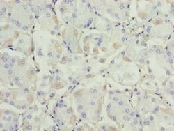 Invitrogen ADH7 Polyclonal Antibody 100 &mu;g; Unconjugated:Antibodies,