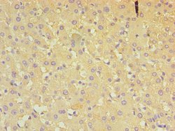 Invitrogen ALDH4A1 Polyclonal Antibody 100 &mu;L; Unconjugated:Antibodies,