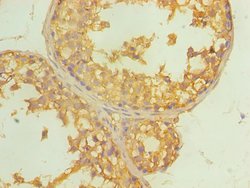 Invitrogen ALDH4A1 Polyclonal Antibody 100 &mu;L; Unconjugated:Antibodies,