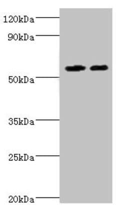Invitrogen ALDH4A1 Polyclonal Antibody 100 &mu;L; Unconjugated:Antibodies,