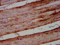 Invitrogen ALOX12 Polyclonal Antibody 100 &mu;g; Unconjugated:Antibodies,