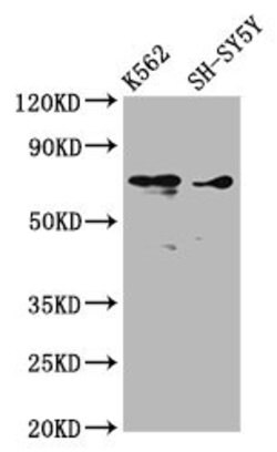 Invitrogen ALOX12 Polyclonal Antibody 100 &mu;g; Unconjugated:Antibodies,