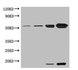 Invitrogen RCA Polyclonal Antibody 100 &mu;g; Unconjugated:Antibodies,