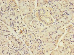 Invitrogen ANGPTL7 Polyclonal Antibody 100 &mu;g; Unconjugated:Antibodies,