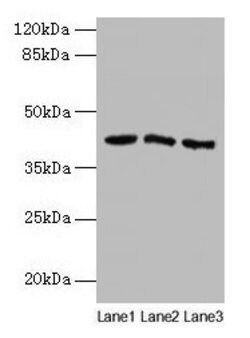 Invitrogen ANGPTL7 Polyclonal Antibody 100 &mu;g; Unconjugated:Antibodies,