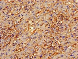 Invitrogen Annexin A2 Polyclonal Antibody 100 &mu;g; Unconjugated:Antibodies,