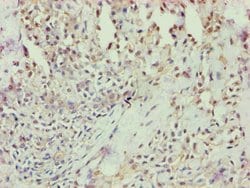 Invitrogen Annexin A7 Polyclonal Antibody 100 &mu;L; Unconjugated:Antibodies,