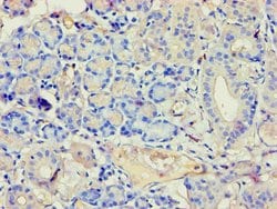 Invitrogen Annexin A7 Polyclonal Antibody 100 &mu;L; Unconjugated:Antibodies,