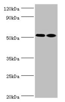 Invitrogen Annexin A7 Polyclonal Antibody 100 &mu;L; Unconjugated:Antibodies,