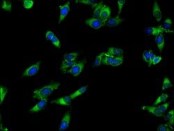 Invitrogen APEH Polyclonal Antibody 100 &mu;g; Unconjugated:Antibodies,