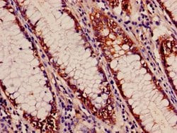 Invitrogen APEH Polyclonal Antibody 100 &mu;g; Unconjugated:Antibodies,