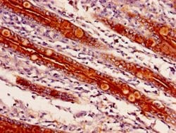 Invitrogen APEH Polyclonal Antibody 100 &mu;g; Unconjugated:Antibodies,