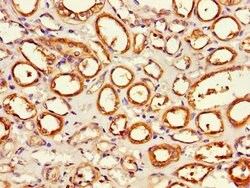 Invitrogen APEH Polyclonal Antibody 100 &mu;g; Unconjugated:Antibodies,