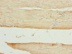 Invitrogen Arylsulfatase G Polyclonal Antibody 100 &mu;g; Unconjugated:Antibodies,
