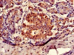 Invitrogen Arylsulfatase G Polyclonal Antibody 100 &mu;g; Unconjugated:Antibodies,
