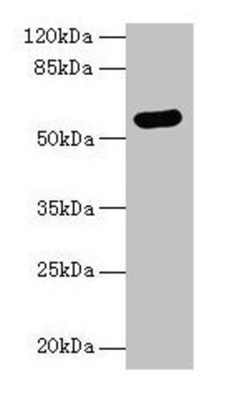 Invitrogen Arylsulfatase G Polyclonal Antibody 100 &mu;g; Unconjugated:Antibodies,