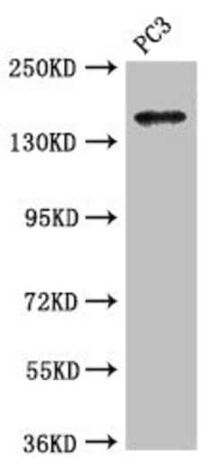Invitrogen ASTN2 Polyclonal Antibody 100 &mu;g; Unconjugated:Antibodies,