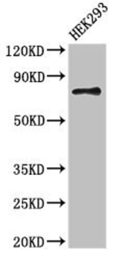 Invitrogen ATG7 Polyclonal Antibody 100 &mu;g | Buy Online | Invitrogen&trade; | Fisher Scientific