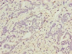 Invitrogen ATP5D Polyclonal Antibody 100 &mu;L; Unconjugated:Antibodies,