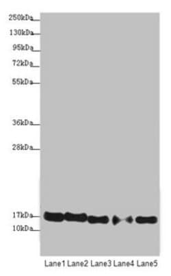 Invitrogen ATP5D Polyclonal Antibody 100 &mu;L; Unconjugated:Antibodies,