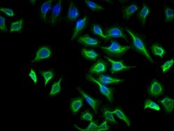 Invitrogen ATP6V1G2 Polyclonal Antibody 100 &mu;g; Unconjugated:Antibodies,
