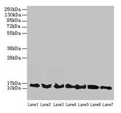 Invitrogen ATP6V1G2 Polyclonal Antibody 100 &mu;g; Unconjugated:Antibodies,