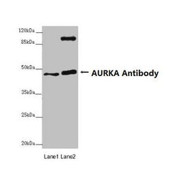 Invitrogen Aurora A Polyclonal Antibody 100 &mu;g; Unconjugated:Antibodies,