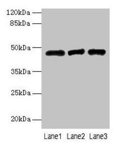 Invitrogen B3GNT2 Polyclonal Antibody 100 &mu;g; Unconjugated:Antibodies,