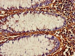 Invitrogen PDI Polyclonal Antibody 100 &mu;g; Unconjugated:Antibodies,