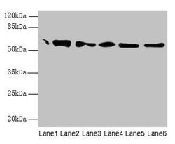 Invitrogen PDI Polyclonal Antibody 100 &mu;g; Unconjugated:Antibodies,