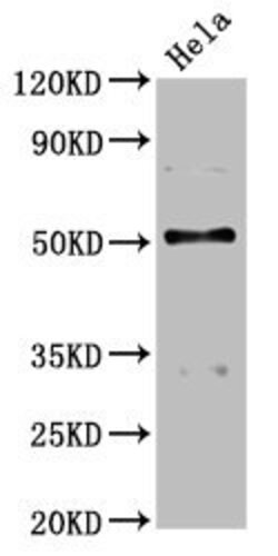 Invitrogen BCKDHA Polyclonal Antibody 100 &mu;g; Unconjugated:Antibodies,