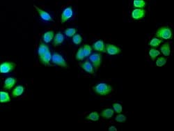 Invitrogen Flavin reductase Polyclonal Antibody 100 &mu;L; Unconjugated:Antibodies,