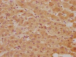 Invitrogen Flavin reductase Polyclonal Antibody 100 &mu;L; Unconjugated:Antibodies,