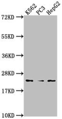 Invitrogen Flavin reductase Polyclonal Antibody 100 &mu;L; Unconjugated:Antibodies,