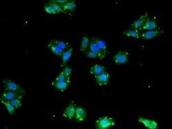 Invitrogen BPI Polyclonal Antibody 100 &mu;g; Unconjugated:Antibodies,