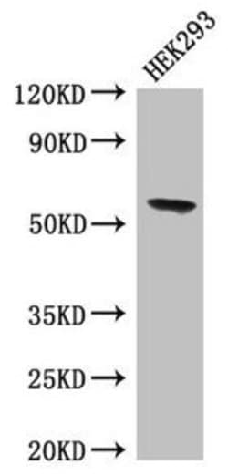 Invitrogen BPI Polyclonal Antibody 100 &mu;g; Unconjugated:Antibodies,