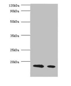 Invitrogen Beta Lactoglobulin Polyclonal Antibody 100 &mu;g; Unconjugated:Antibodies,
