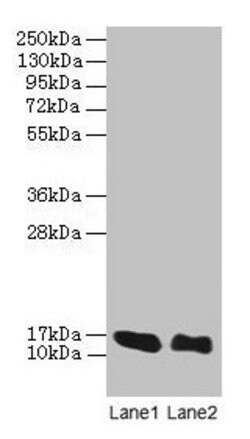 Invitrogen LINC01553 Polyclonal Antibody 100 &mu;g; Unconjugated:Antibodies,