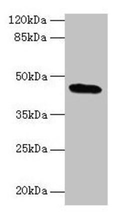Invitrogen C19orf47 Polyclonal Antibody 100 &mu;g; Unconjugated:Antibodies,