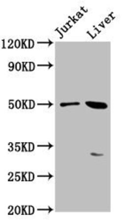 Invitrogen BPIFB3 Polyclonal Antibody 100 &mu;g; Unconjugated:Antibodies,