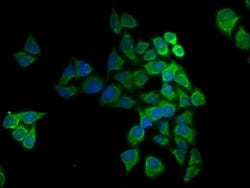 Invitrogen COX5A Polyclonal Antibody 100 &mu;g; Unconjugated:Antibodies,
